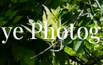 prime eye logo